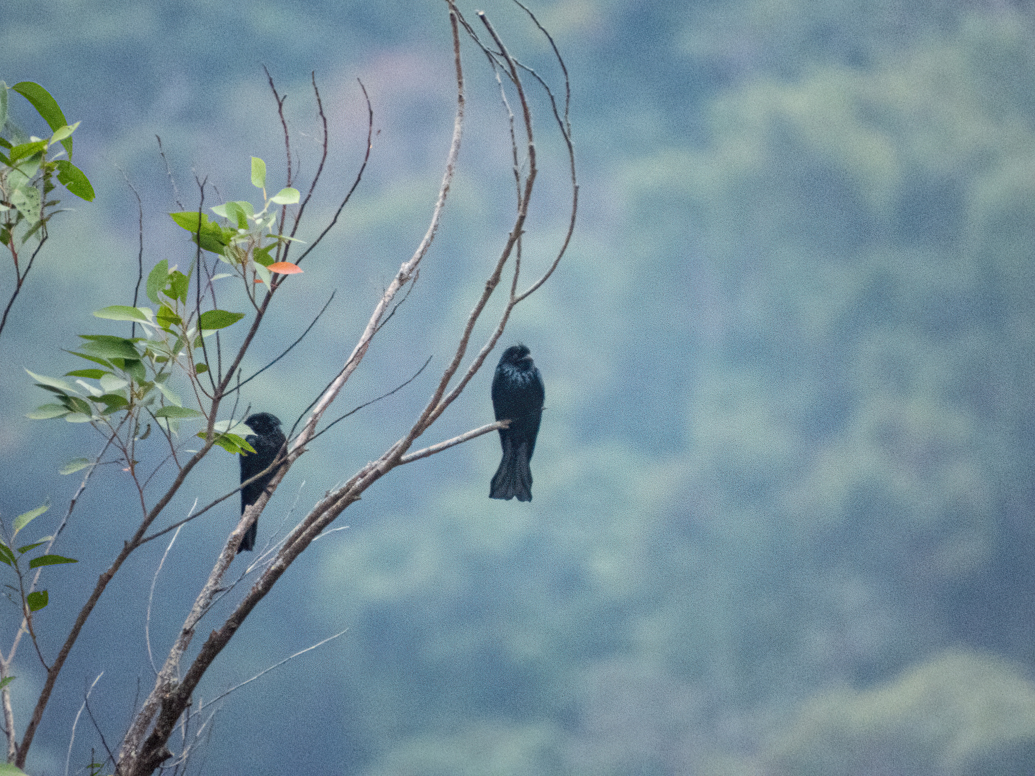 Hair-crested Drongo (Dicrurus hottentottus), photo 8