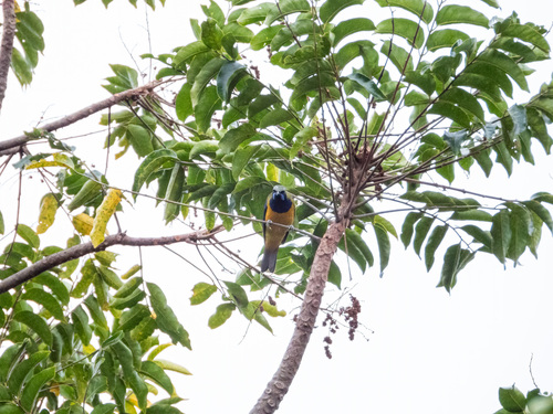 Orange-bellied Leafbird (Chloropsis hardwickii), photo 6