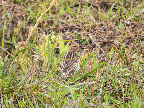 Red-throated Pipit (Anthus cervinus), photo 3