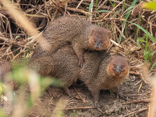 Javan Mongoose