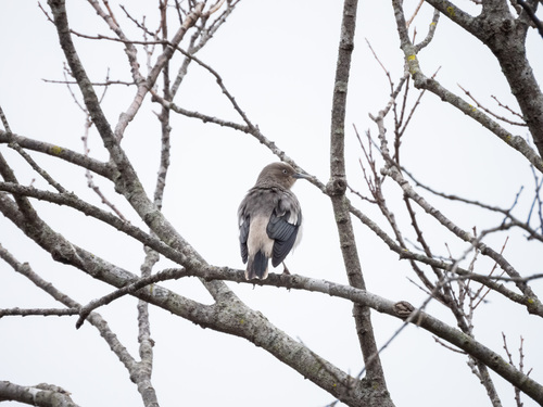White-shouldered Starling (Sturnia sinensis), photo 4