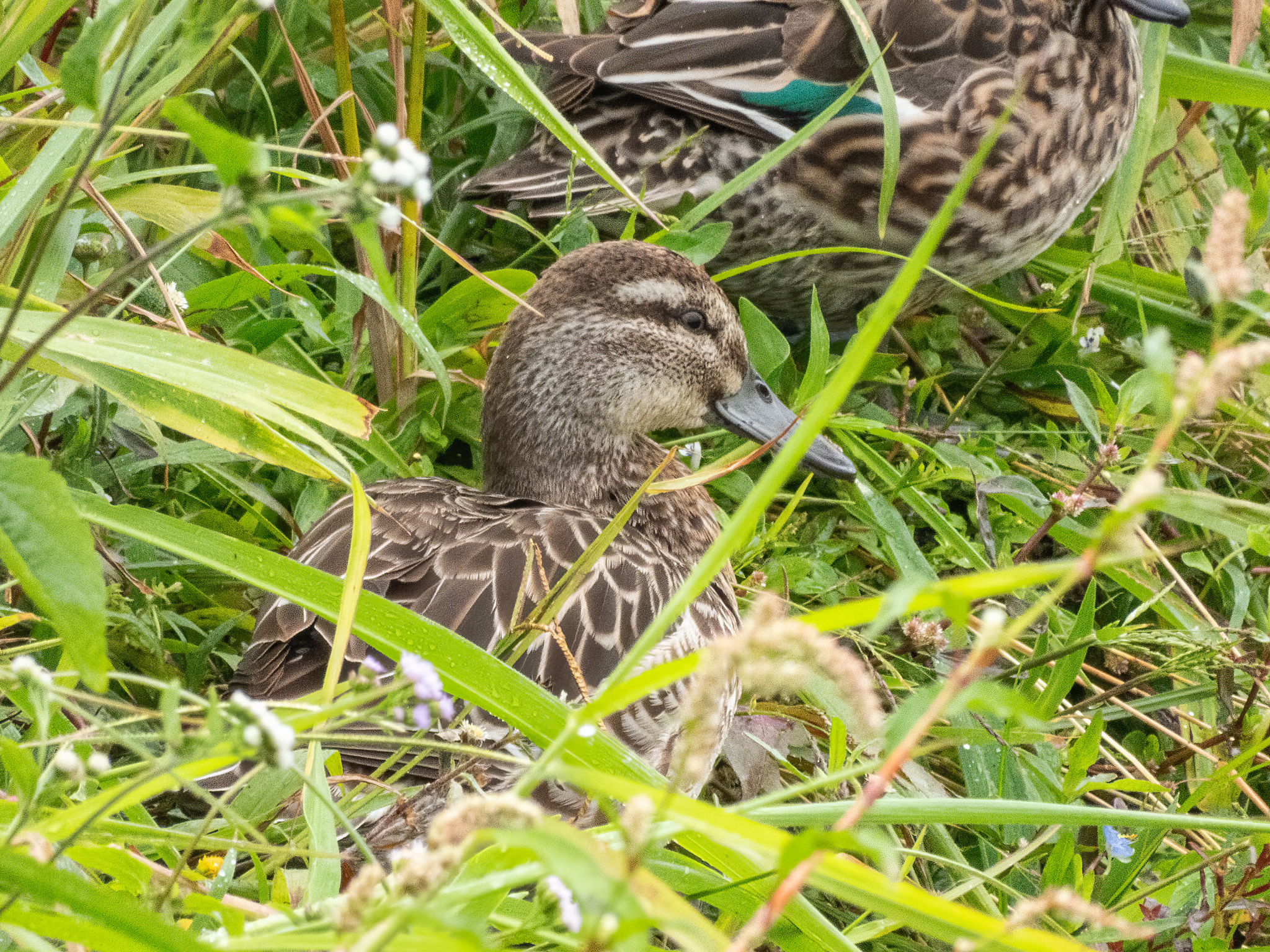 Garganey (Spatula querquedula), photo 3