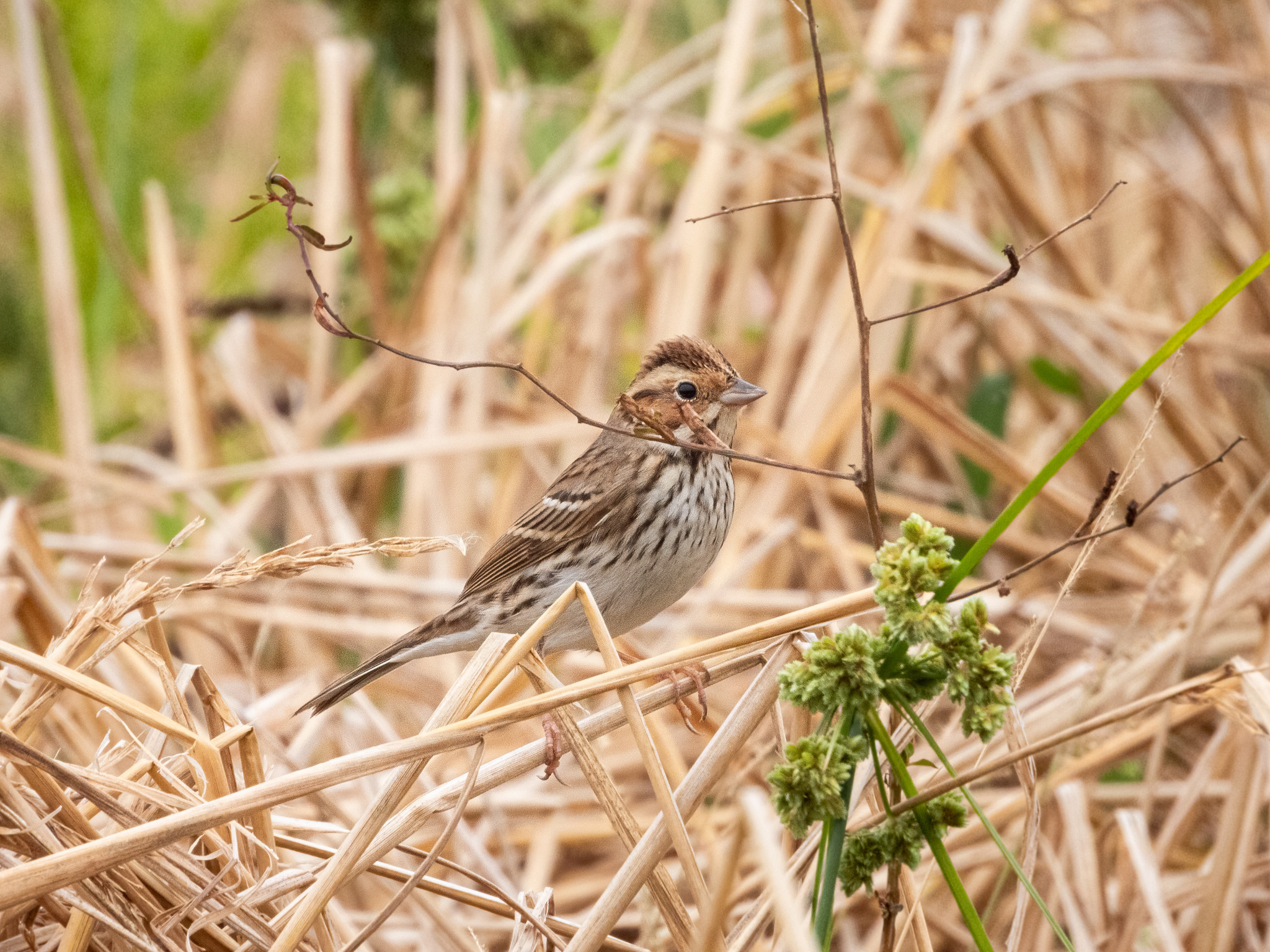 Little Bunting (Emberiza pusilla), photo 10