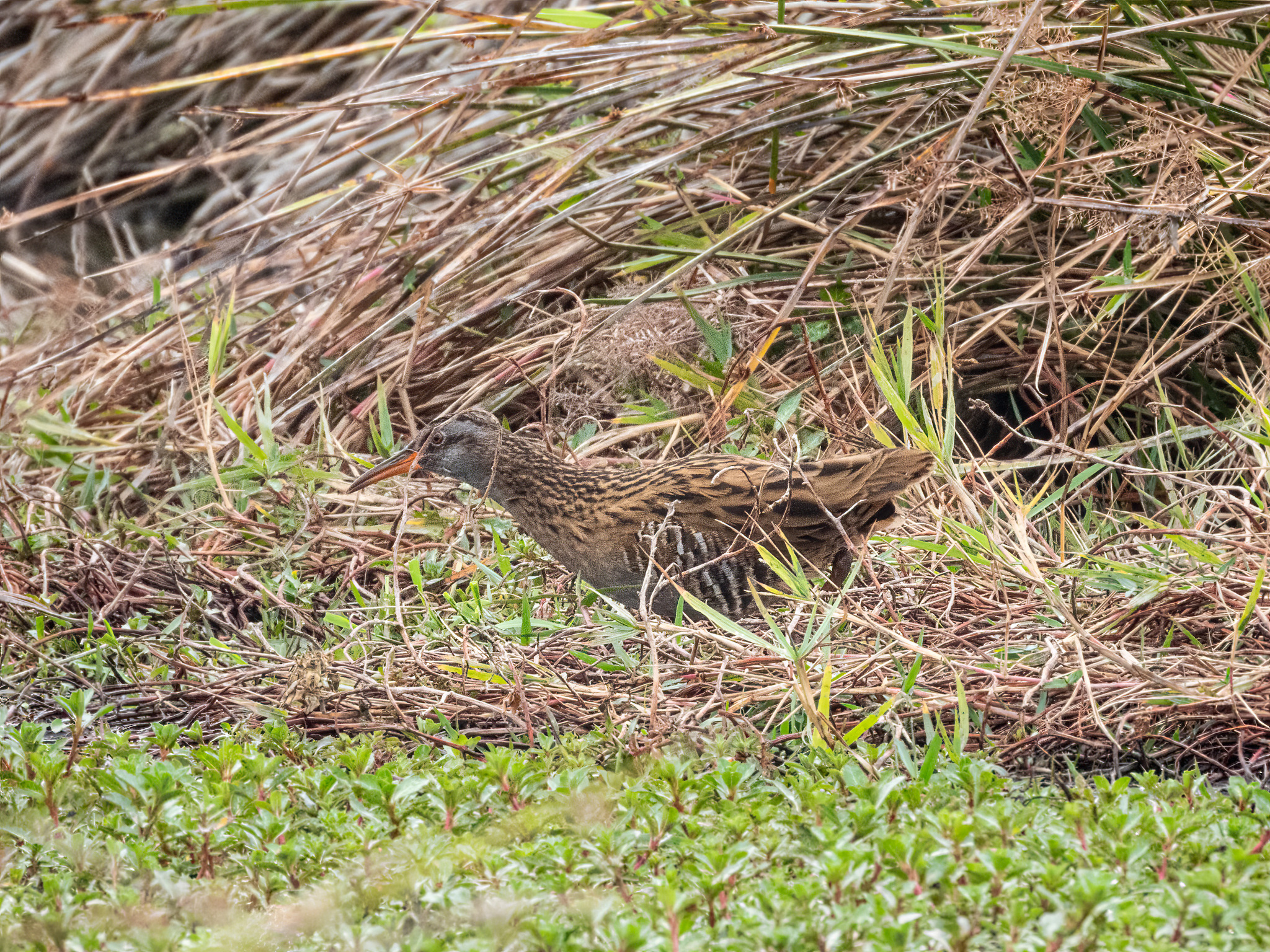 Brown-cheeked Rail (Rallus indicus), photo 4