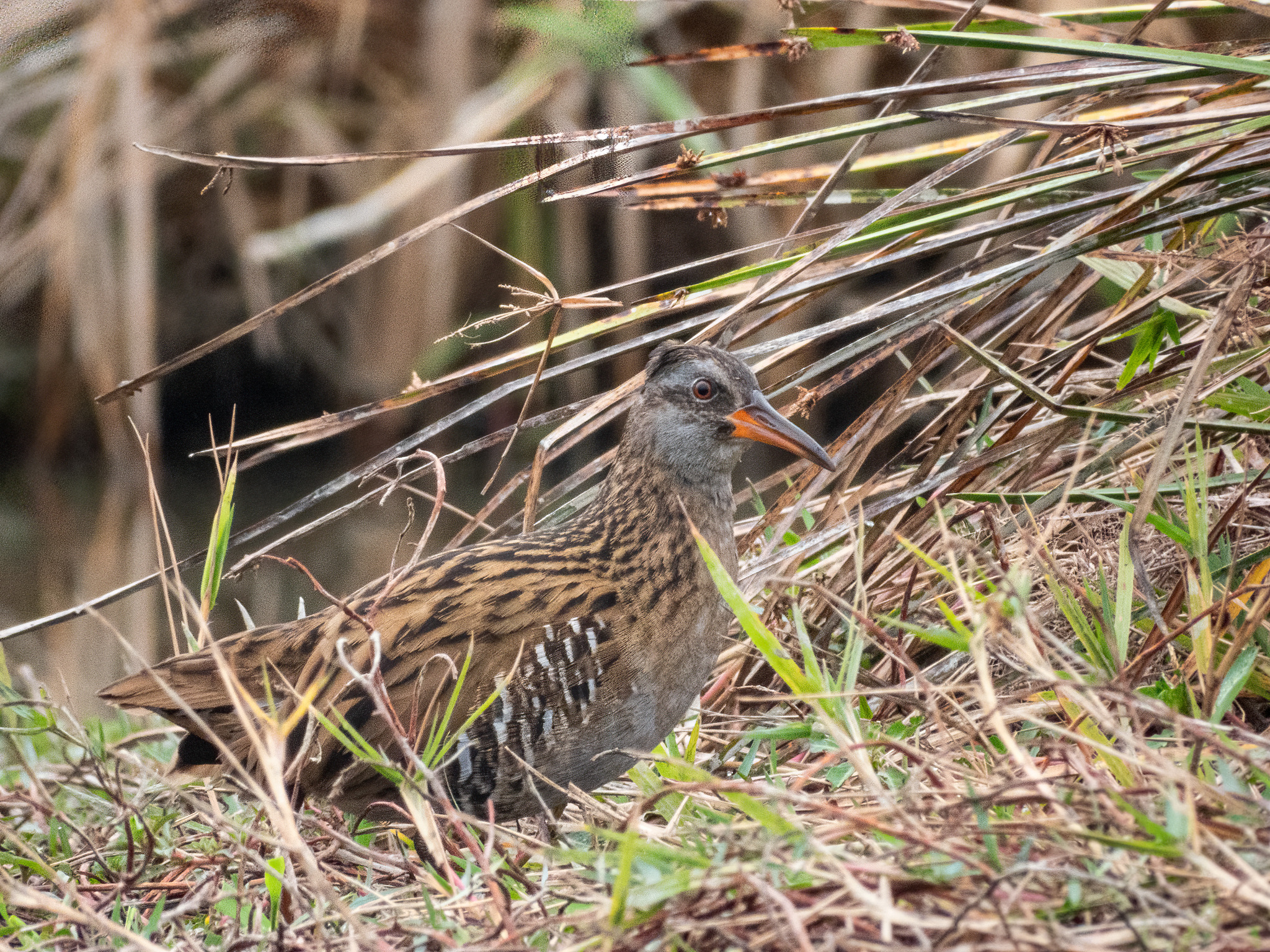 Brown-cheeked Rail (Rallus indicus), photo 3