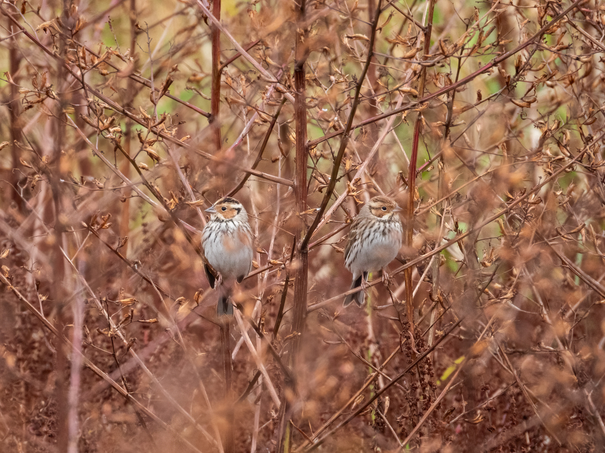 Little Bunting (Emberiza pusilla), photo 9