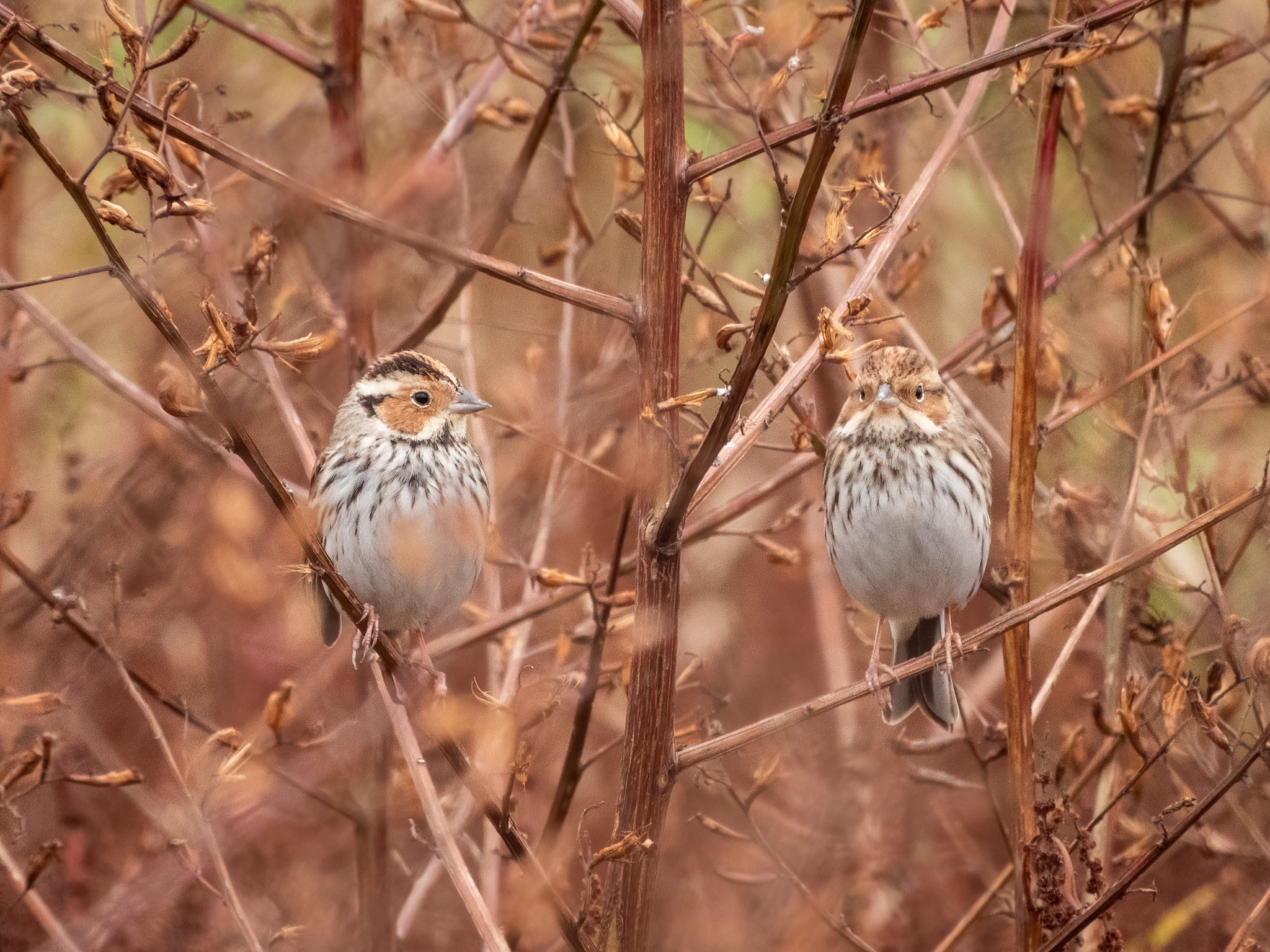 Little Bunting (Emberiza pusilla), photo 8