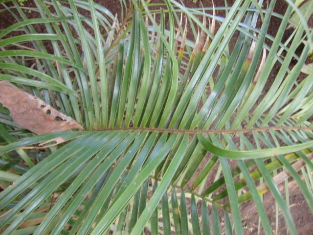 Ceratozamia alvarezii