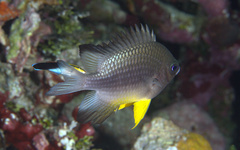 Amblyglyphidodon leucogaster