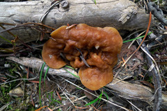 Gyromitra perlata