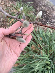 Magnolia stellata