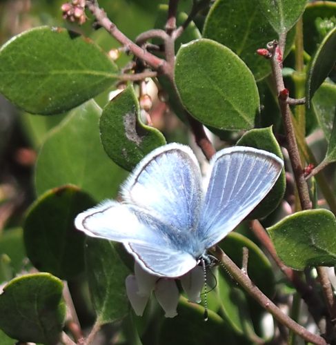 Silvery Blue photo 5