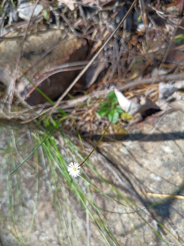 slender bottle-daisy (Lagenophora sublyrata)