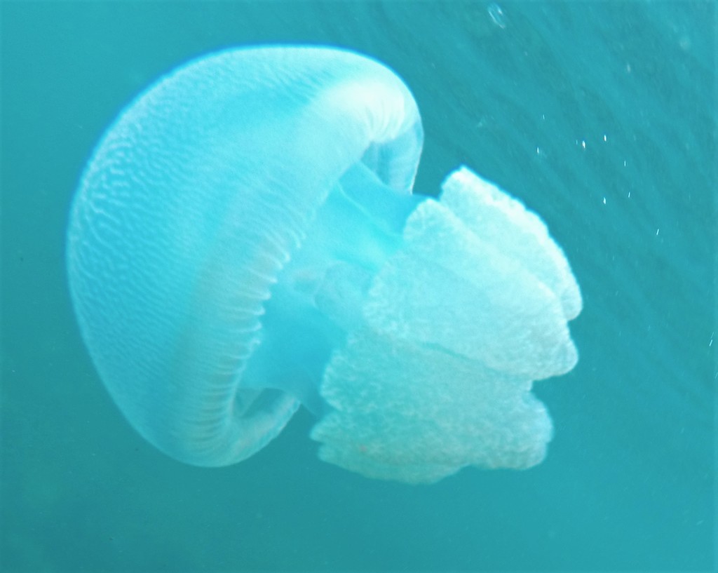Blubber Jellies