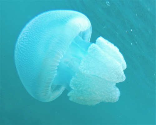 Blue Blubber Jelly, photo 2 of 7