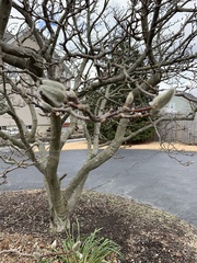 Magnolia stellata