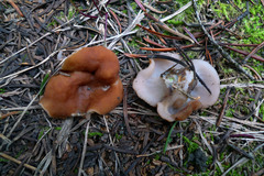 Gyromitra perlata
