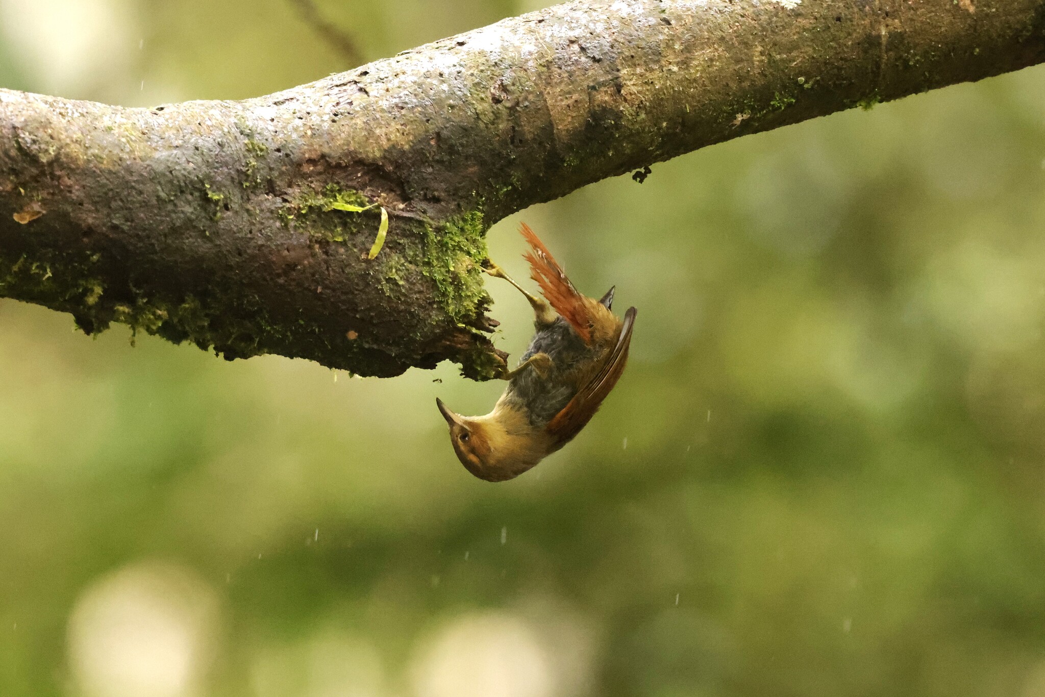 Red-faced Spinetail (Cranioleuca erythrops), photo 9