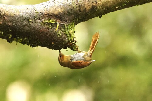 Red-faced Spinetail (Cranioleuca erythrops), photo 9