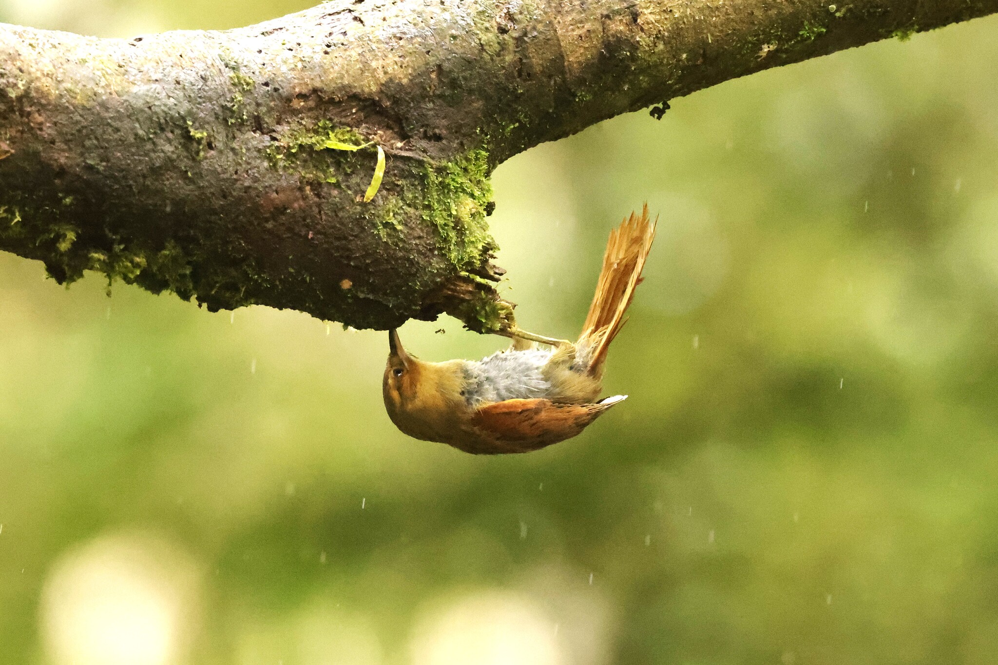 Red-faced Spinetail (Cranioleuca erythrops), photo 10