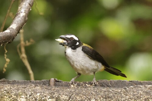 Black-winged Saltator (Saltator atripennis), photo 4