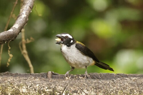 Black-winged Saltator (Saltator atripennis), photo 5