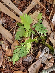 Pleopeltis michauxiana