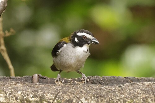 Black-winged Saltator (Saltator atripennis), photo 10
