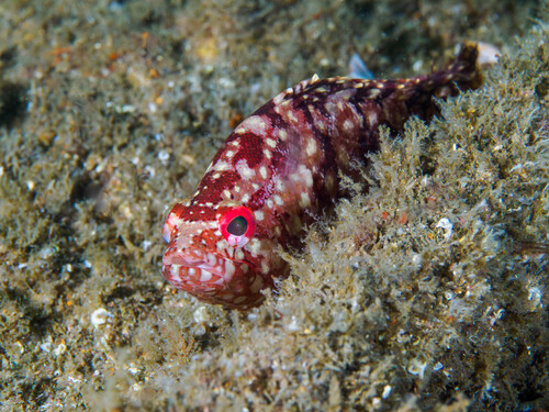 Pacific mutton hamlet (Alphestes immaculatus) — Serranidae — 4