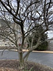 Magnolia stellata