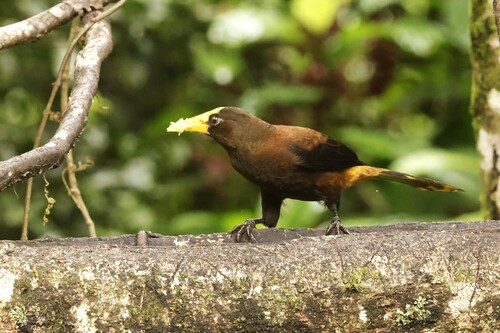 Russet-backed Oropendola (Psarocolius angustifrons), photo 4