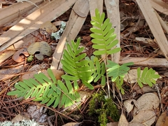 Pleopeltis michauxiana