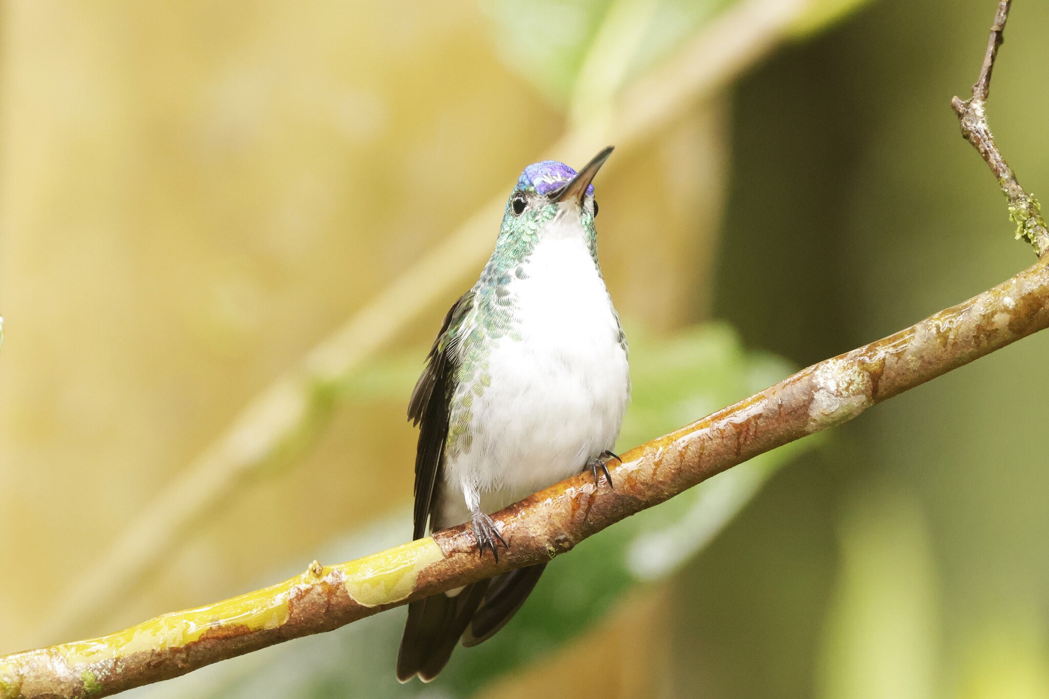 Andean Emerald (Uranomitra franciae), photo 9