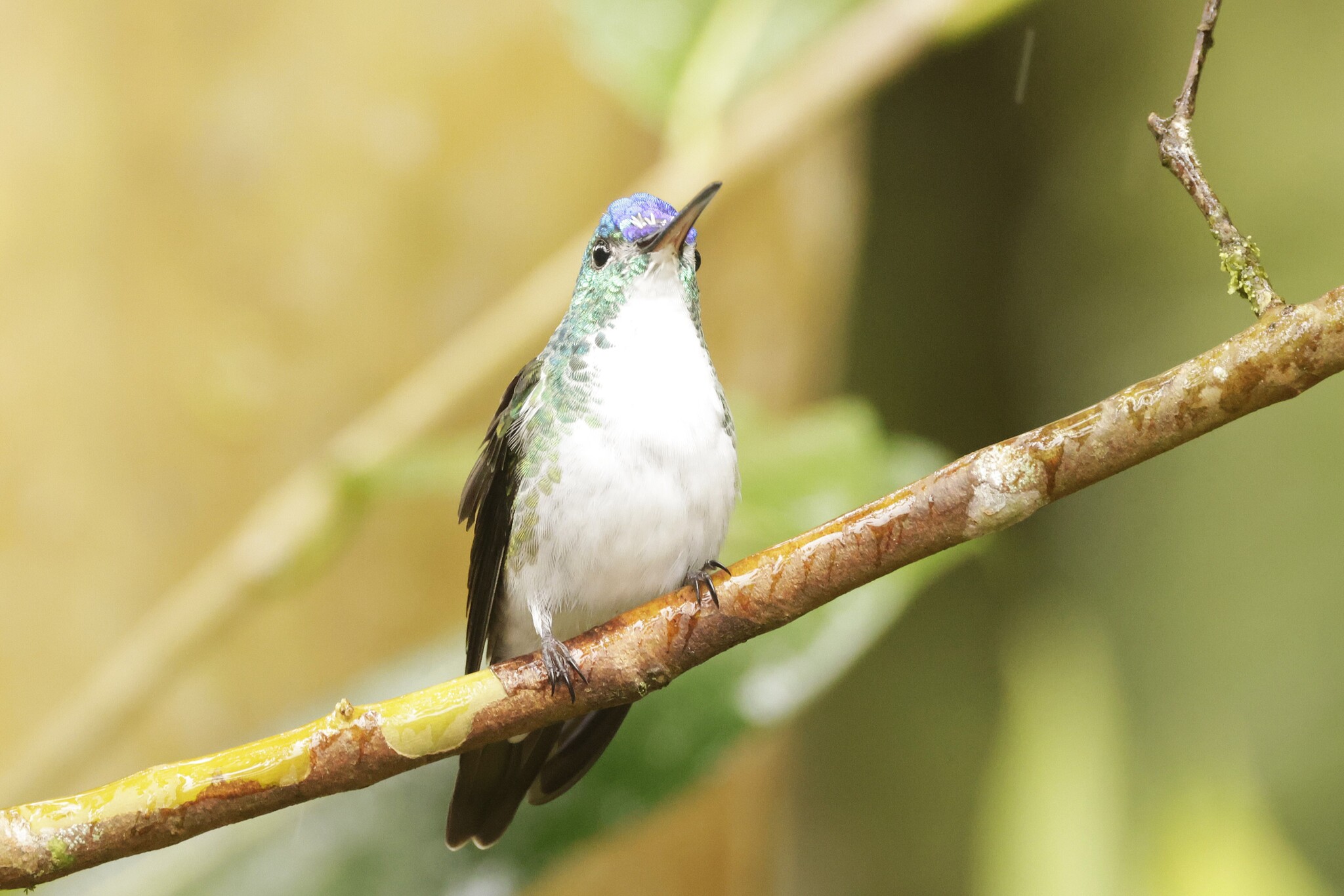 Andean Emerald (Uranomitra franciae), photo 10