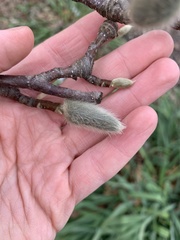 Magnolia stellata