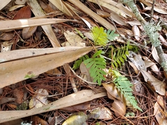 Pleopeltis michauxiana