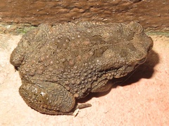 Sclerophrys maculata