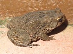 Sclerophrys maculata