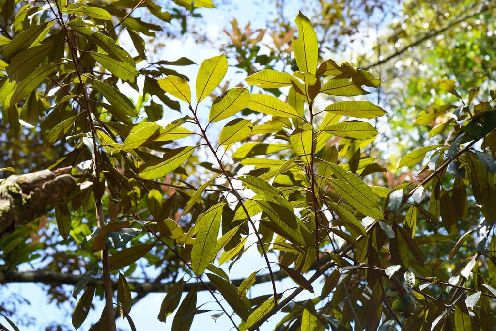 Gambeya boiviniana