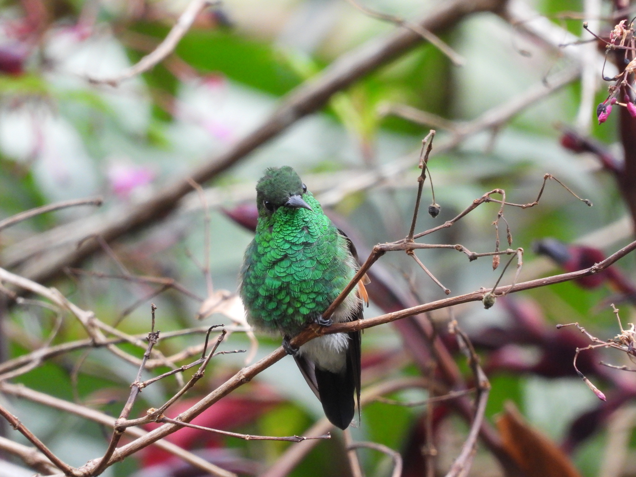 Stripe-tailed Hummingbird (Eupherusa eximia), photo 8