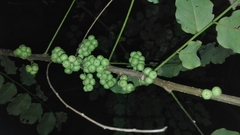 Phyllanthus elsiae