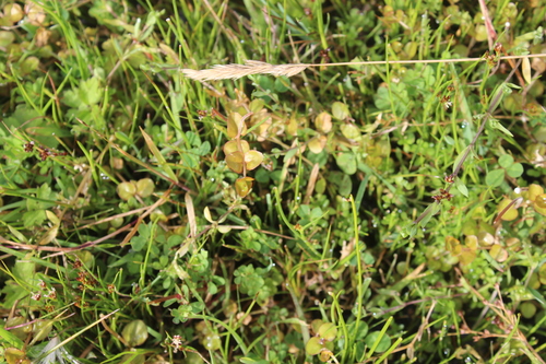 Epilobium insulare observed 2026-02-11