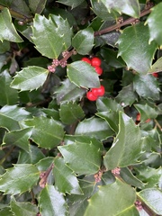 Ilex × meserveae
