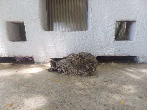 Tschudi's Nightjar (Quechuavis decussata), photo 4