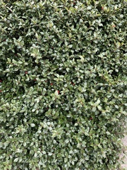 Ilex × meserveae