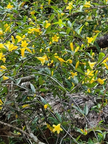 yellow jessamine