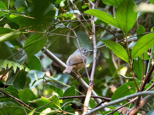 Huet's Fulvetta (Alcippe hueti), photo 5