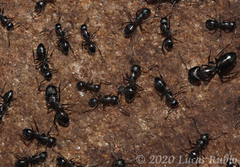 Camponotus punctulatus