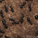 Camponotus punctulatus - Photo (c) Lucas Rubio, alguns direitos reservados (CC BY), uploaded by Lucas Rubio