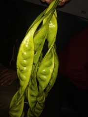 Parkia speciosa
